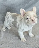 Quincy isabella and tan merle, a female French Bulldog for sale in Carthage, MO – Photo 1 of 10