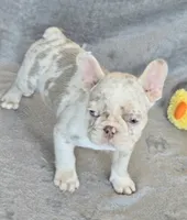 Quincy isabella and tan merle, a female French Bulldog for sale in Carthage, MO – Photo 8 of 10