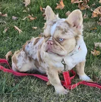 Quincy isabella and tan merle, a female French Bulldog for sale in Carthage, MO – Photo 10 of 10