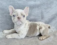 Quincy isabella and tan merle, a female French Bulldog for sale in Carthage, MO – Photo 4 of 10