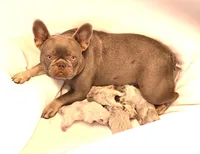 Quincy isabella and tan merle, a female French Bulldog for sale in Carthage, MO – Photo 9 of 10