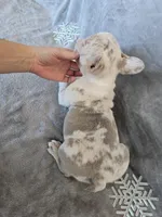 Quincy isabella and tan merle, a female French Bulldog for sale in Carthage, MO – Photo 2 of 10