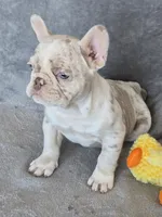 Quincy isabella and tan merle, a female French Bulldog for sale in Carthage, MO – Photo 3 of 10