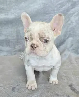 Quincy isabella and tan merle, a female French Bulldog for sale in Carthage, MO – Photo 6 of 10
