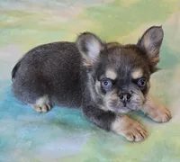 Sale Pending, a male French Bulldog for sale in Carthage, MO – Photo 4 of 9