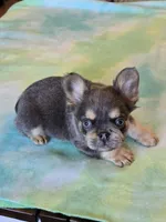 Sale Pending, a male French Bulldog for sale in Carthage, MO – Photo 2 of 9
