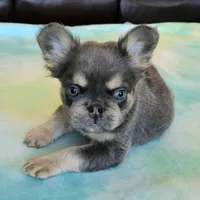 Sale Pending, a male French Bulldog for sale in Carthage, MO – Photo 3 of 9