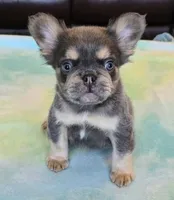 Sale Pending, a male French Bulldog for sale in Carthage, MO – Photo 5 of 9