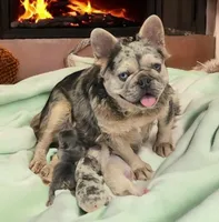 Sale Pending, a male French Bulldog for sale in Carthage, MO – Photo 8 of 9