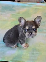 Sale Pending, a male French Bulldog for sale in Carthage, MO – Photo 6 of 9