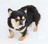 Sale Pending, a male French Bulldog for sale in Carthage, MO – Photo 9 of 9