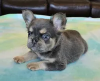 Sale Pending, a male French Bulldog for sale in Carthage, MO – Photo 1 of 9