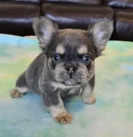 Sale Pending, a male French Bulldog for sale in Carthage, MO – Photo 7 of 9