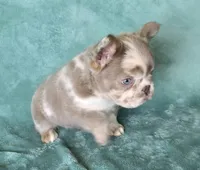 Reduced Amazing merle boy, a male French Bulldog for sale in Carthage, MO – 4 of 4