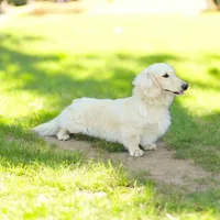 AKC Riley LH, a female Miniature Dachshund for sale in Carthage, MO – 5 of 6