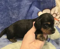 AKC Riley LH, a female Miniature Dachshund for sale in Carthage, MO – 3 of 6