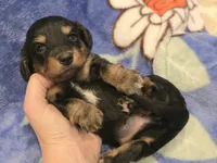 AKC Riley LH, a female Miniature Dachshund for sale in Carthage, MO – 4 of 6