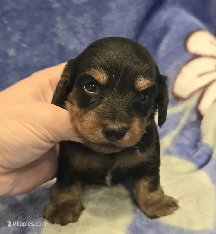 AKC Riley LH – Miniature Dachshund puppy for sale in Carthage, MO