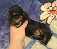 AKC Riley LH, a female Miniature Dachshund for sale in Carthage, MO – 2 of 6