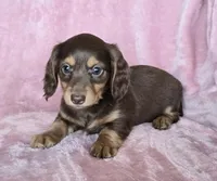**pending** AKC Jenny Choc/Tn LH, a female Miniature Dachshund for sale in Carthage, MO – 2 of 6