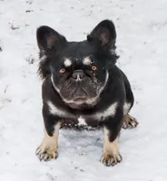 Sale Pending, a female French Bulldog for sale in Carthage, MO – Photo 6 of 7