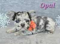 Sale Pending, a female French Bulldog for sale in Carthage, MO – Photo 3 of 7