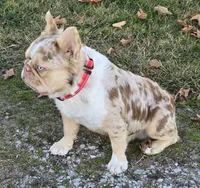 Sale Pending, a female French Bulldog for sale in Carthage, MO – Photo 7 of 7