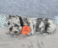 Sale Pending, a female French Bulldog for sale in Carthage, MO – Photo 4 of 7