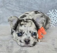 Sale Pending, a female French Bulldog for sale in Carthage, MO – Photo 1 of 7