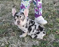 AKC Carmella cocoa merle, a female French Bulldog for sale in Carthage, MO – Photo 2 of 9