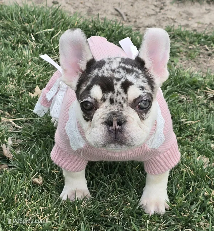 AKC Carmella cocoa merle