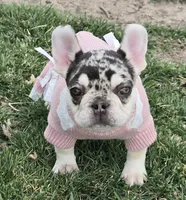 AKC Carmella cocoa merle, a female French Bulldog for sale in Carthage, MO – Photo 5 of 8