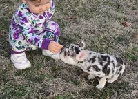 AKC Carmella cocoa merle, a female French Bulldog for sale in Carthage, MO – Photo 3 of 9