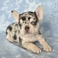 AKC Carmella cocoa merle, a female French Bulldog for sale in Carthage, MO – Photo 6 of 8