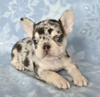 AKC Carmella cocoa merle, a female French Bulldog for sale in Carthage, MO – Photo 6 of 9