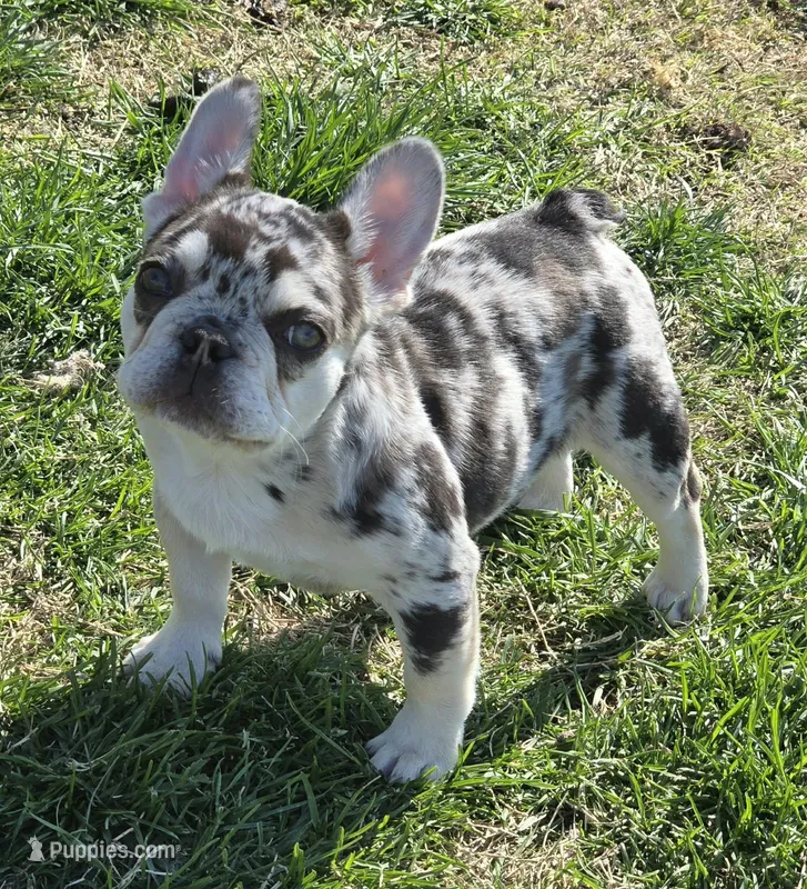AKC Carmella cocoa merle – French Bulldog puppy for sale in Carthage, MO