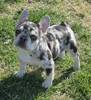 AKC Carmella cocoa merle, a female French Bulldog for sale in Carthage, MO – Photo 1 of 8