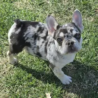 AKC Carmella cocoa merle, a female French Bulldog for sale in Carthage, MO – Photo 2 of 8