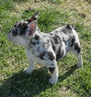 AKC Carmella cocoa merle, a female French Bulldog for sale in Carthage, MO – Photo 3 of 8