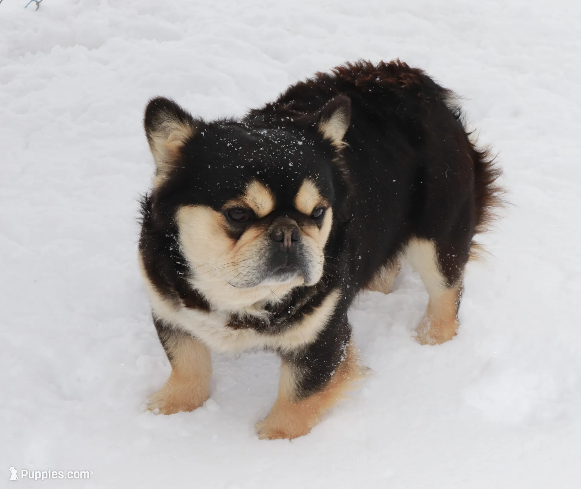 AKC Carmella cocoa merle, a female French Bulldog for sale in Carthage, MO – Photo 9 of 9