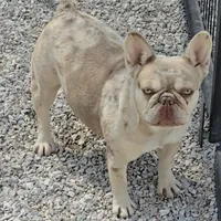 AKC Carmella cocoa merle, a female French Bulldog for sale in Carthage, MO – Photo 8 of 8