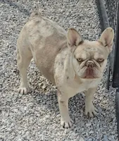 AKC Carmella cocoa merle, a female French Bulldog for sale in Carthage, MO – Photo 8 of 9