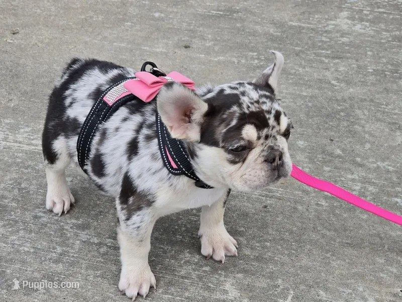 AKC Carmella cocoa merle – French Bulldog puppy for sale in Carthage, MO