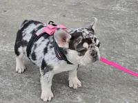 AKC Carmella cocoa merle, a female French Bulldog for sale in Carthage, MO – Photo 4 of 8