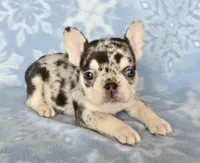 AKC Carmella cocoa merle, a female French Bulldog for sale in Carthage, MO – Photo 4 of 9