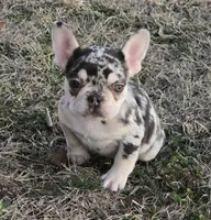 AKC Carmella cocoa merle, a female French Bulldog for sale in Carthage, MO – Photo 1 of 9