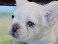 Sale Pending, a male French Bulldog for sale in Carthage, MO – Photo 6 of 8