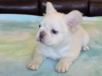 Sale Pending, a male French Bulldog for sale in Carthage, MO – Photo 3 of 8