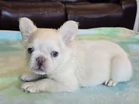 Sale Pending, a male French Bulldog for sale in Carthage, MO – Photo 4 of 8