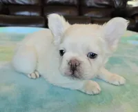 Sale Pending, a male French Bulldog for sale in Carthage, MO – Photo 2 of 8